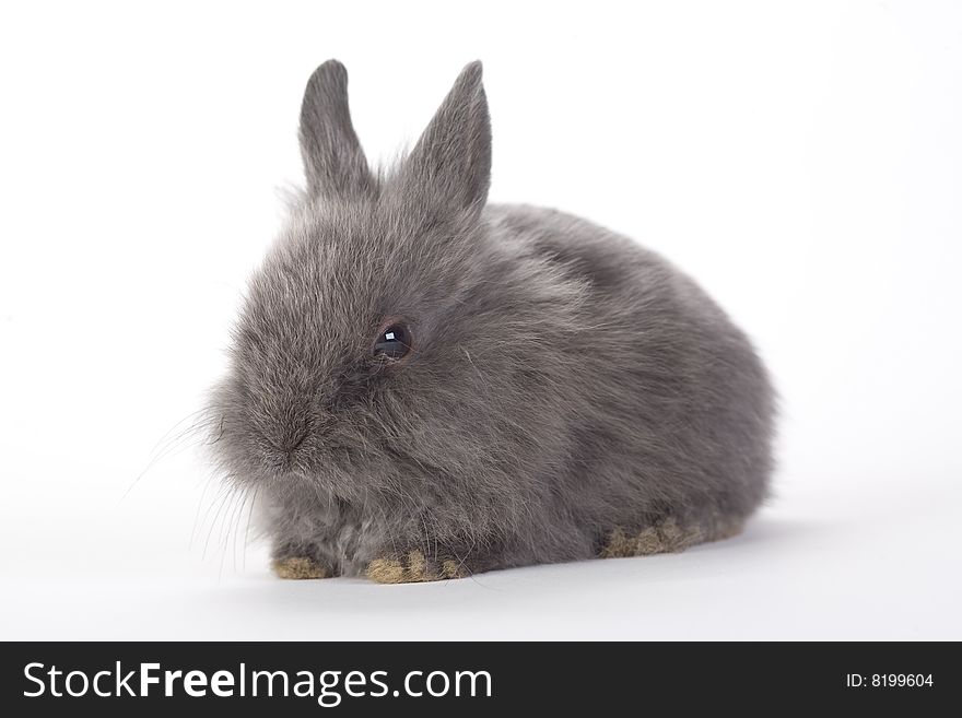 Grey Bunny, Isolated