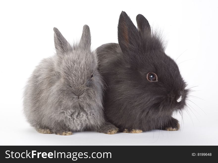 Grey and black bunny, isolated on white