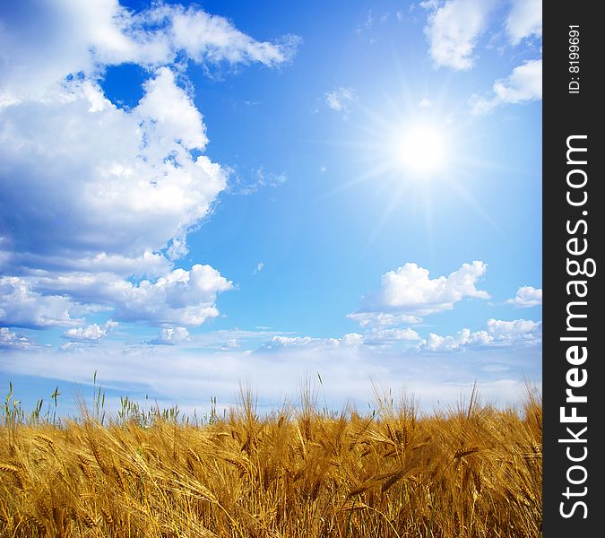 Wheats ears against the blue  sky. Wheats ears against the blue  sky