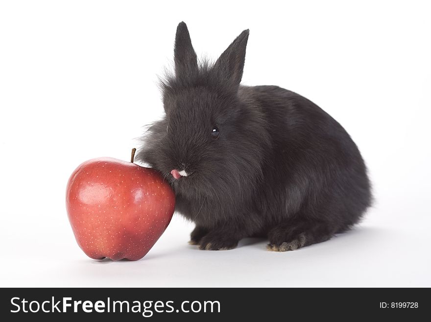 Black bunny and an red apple, isolated