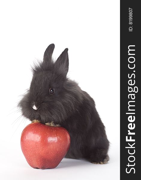 Black bunny and an red apple, isolated on white