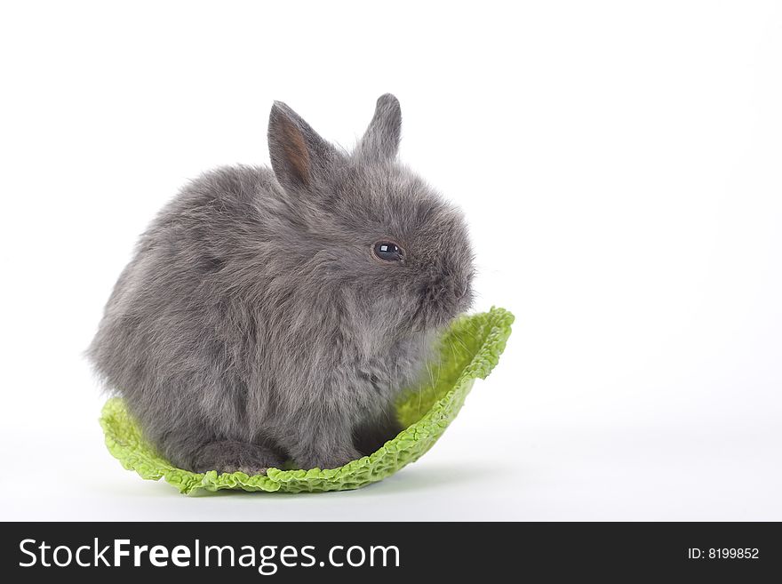 Grey Bunny In The Cabbage, Isolated