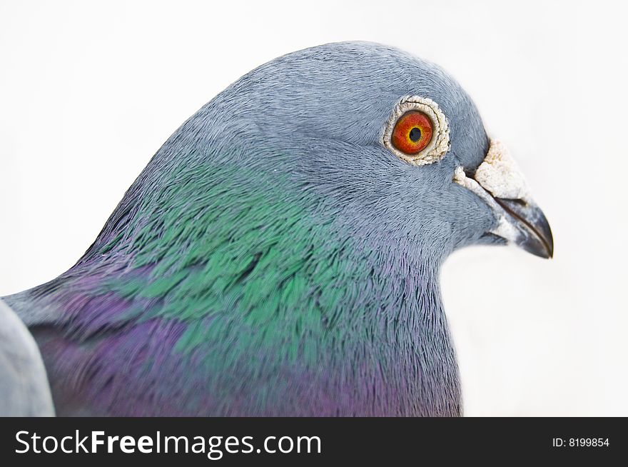 Carrier-pigeon with red eye.