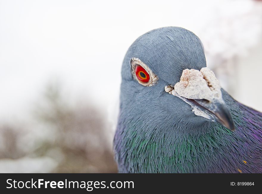 Carrier-pigeon with red eye.