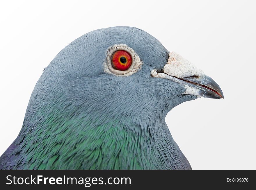 Carrier-pigeon with red eye.