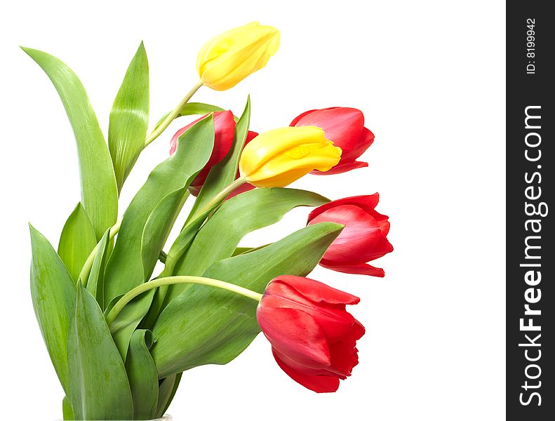 Red and yellow tulips isolated on white