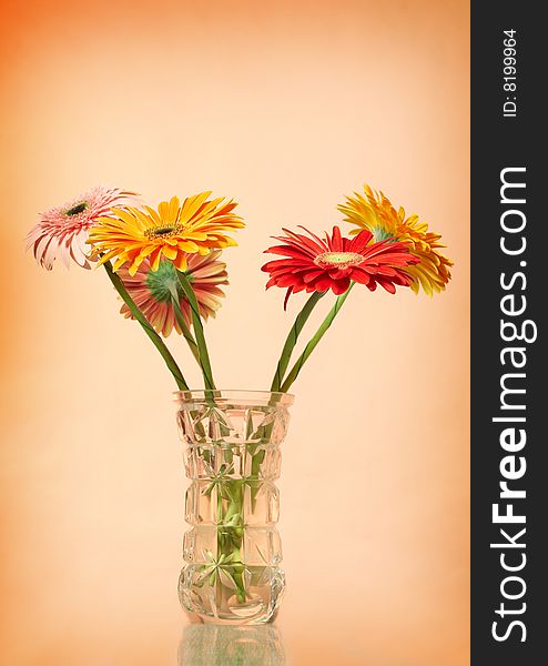 Bouquet of colorfull gerbera on reddish background
