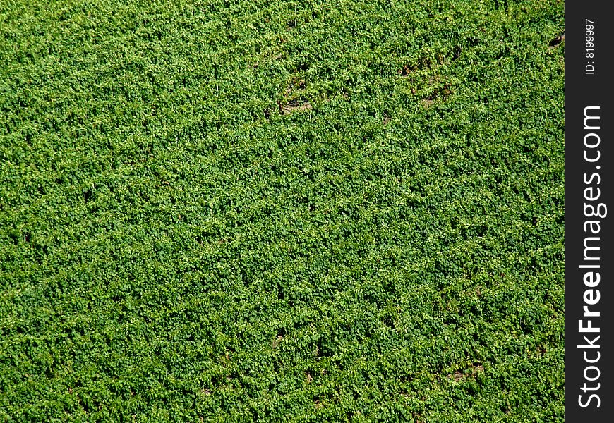 Close view of a large vineyard