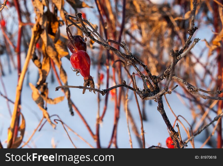 Frozen rose hip in winter. Frozen rose hip in winter