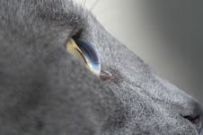 Cat Eye Royalty Free Stock Images Cat Eye Royalty Free Stock Images
