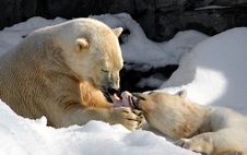 Polar Bear Share Stock Photography