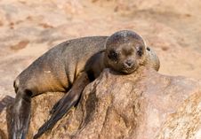 Baby Seal Stock Photo