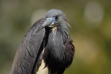 Egretta Tricolor Royalty Free Stock Photography