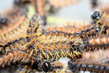 Worms On A Tree Royalty Free Stock Photos Worms On A Tree Royalty Free Stock Photos