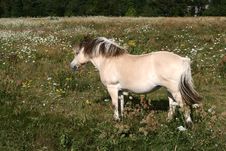 Danish Horses 01 Royalty Free Stock Photo