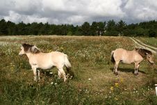 Danish Horses 01 Royalty Free Stock Images