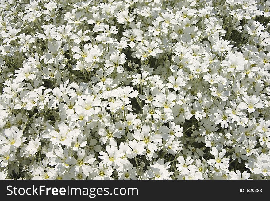 Bunch of white daisies