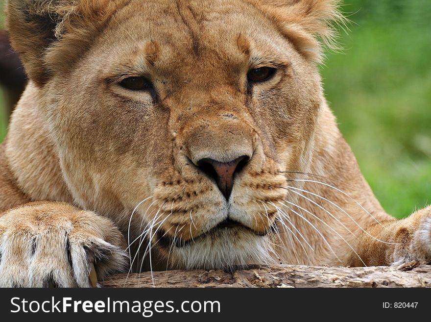 Lion (Panthera leo) portrait