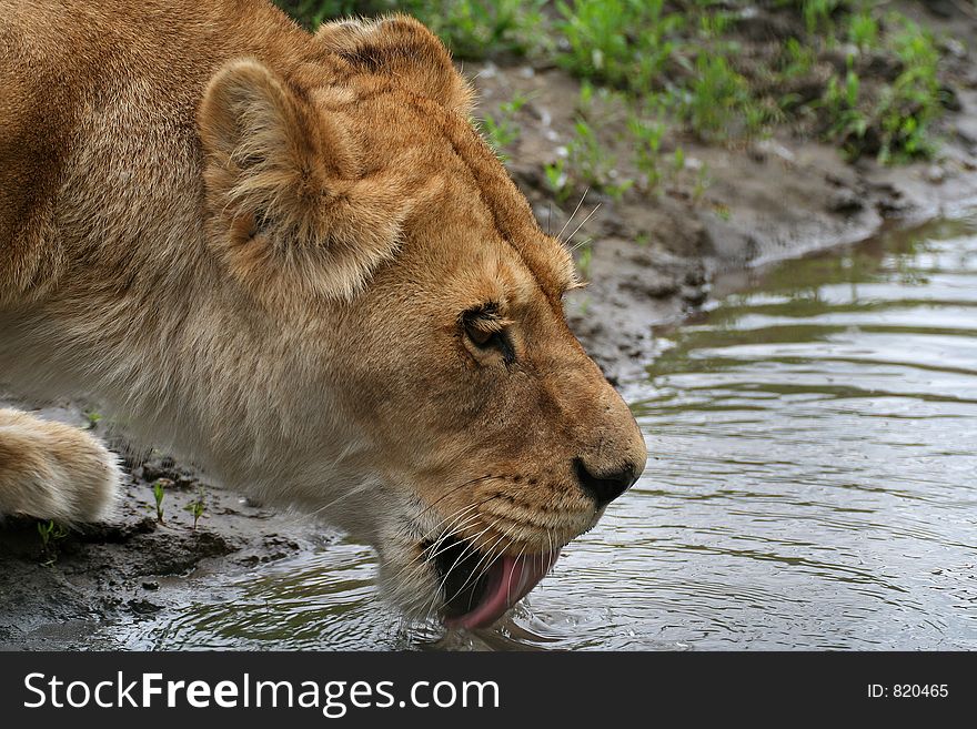 Drinking lion (Panthera leo)