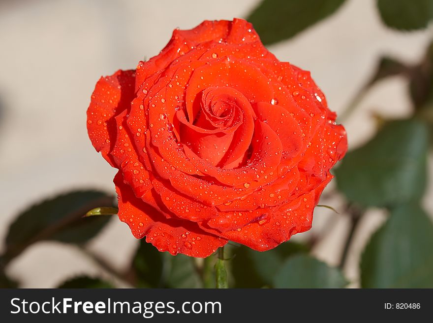 Carmadine rose. Carmadine rose