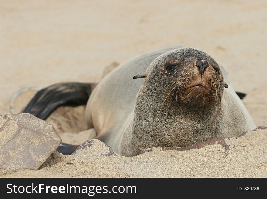 Sleepy seal. Skeleton coast, Namibia. Sleepy seal. Skeleton coast, Namibia