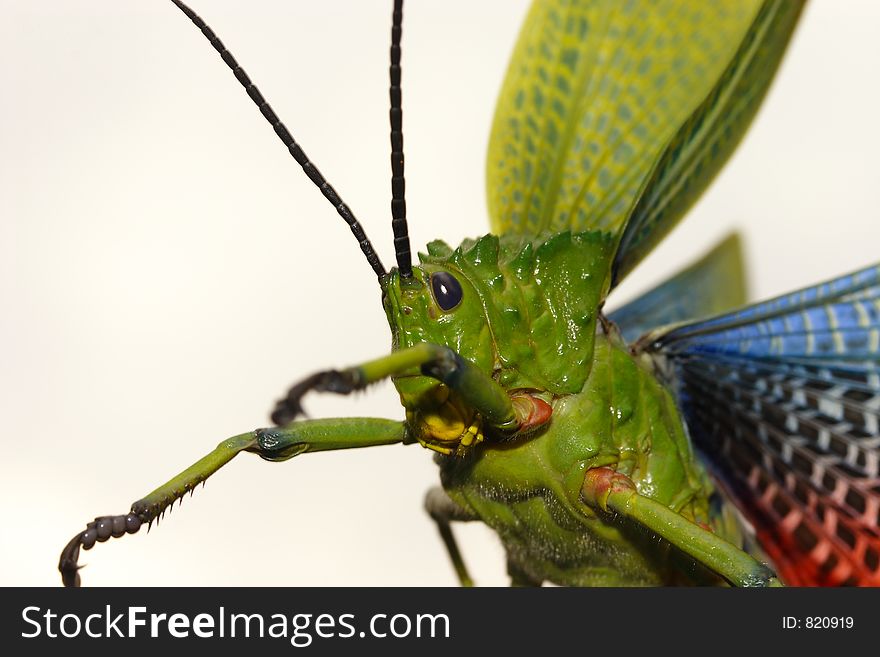 Close up 3/4 front view of a locust. Close up 3/4 front view of a locust.