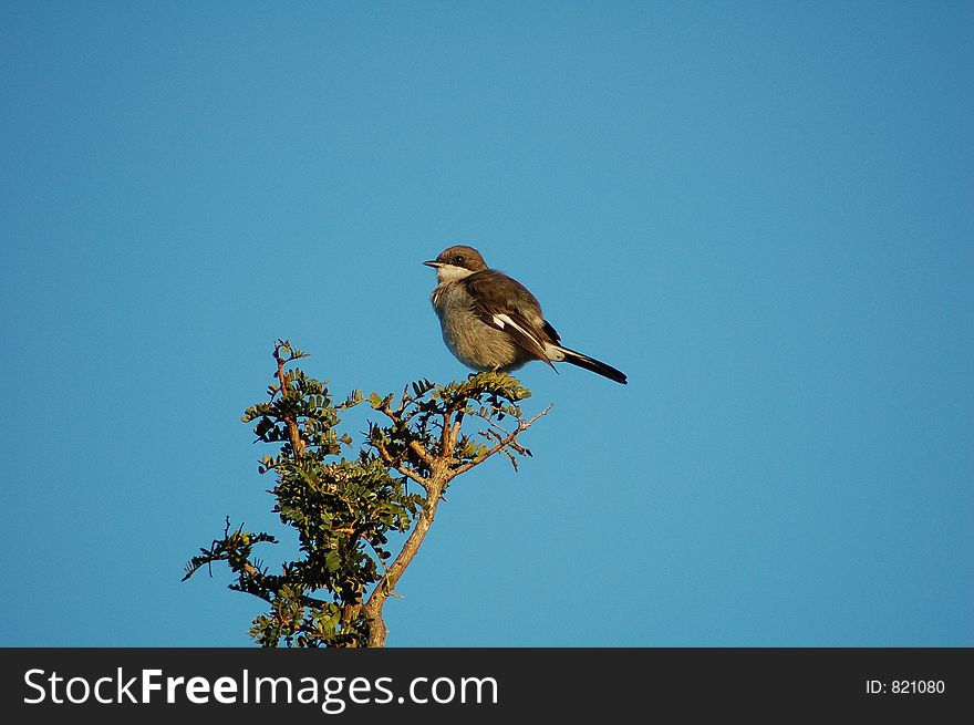 Bird perched on a tree branch. Bird perched on a tree branch
