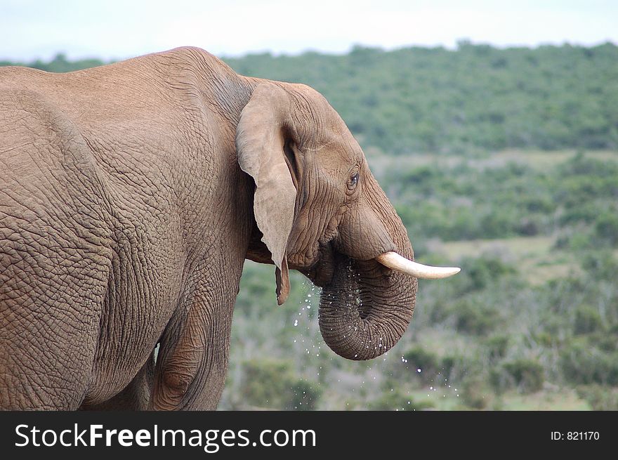 Elephant drinking at waterhole in the Addo Elephant National Park, South Africa