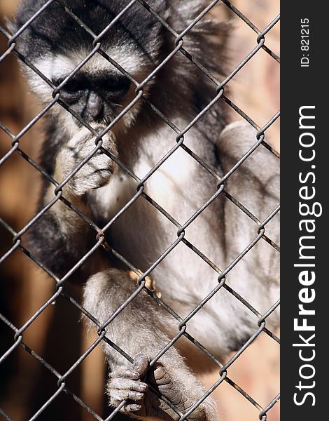 Baby black and white monkey in a cage at zoo. Baby black and white monkey in a cage at zoo.