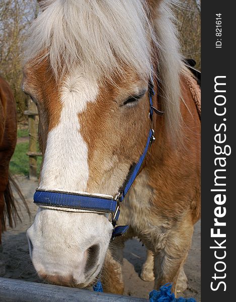 Resting horse with bridle before next ride for children, close-up. Resting horse with bridle before next ride for children, close-up