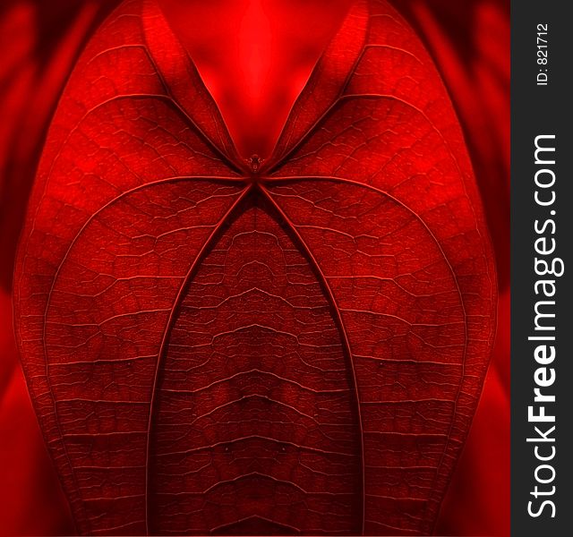 Abstract of a leaf in vibrant red colour. Abstract of a leaf in vibrant red colour.
