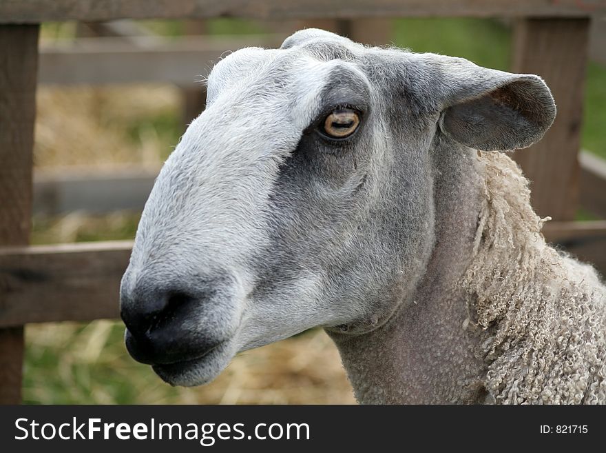Magnificent head of a Blue Face Lecister Ewe with bright eye. Magnificent head of a Blue Face Lecister Ewe with bright eye