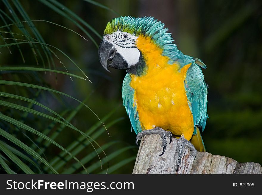 A Macaw sitting on dead tree trunk. A Macaw sitting on dead tree trunk