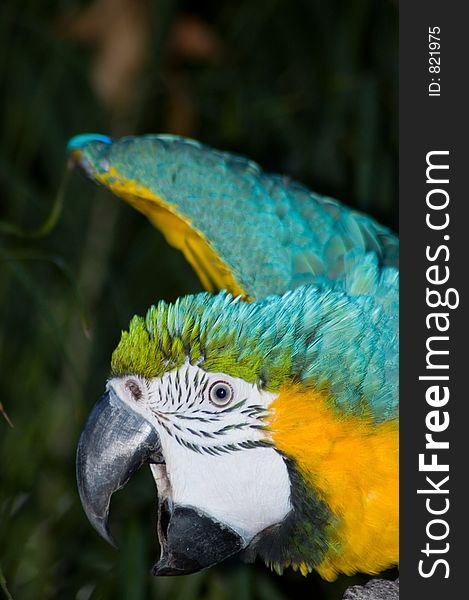 Stretching Macaw