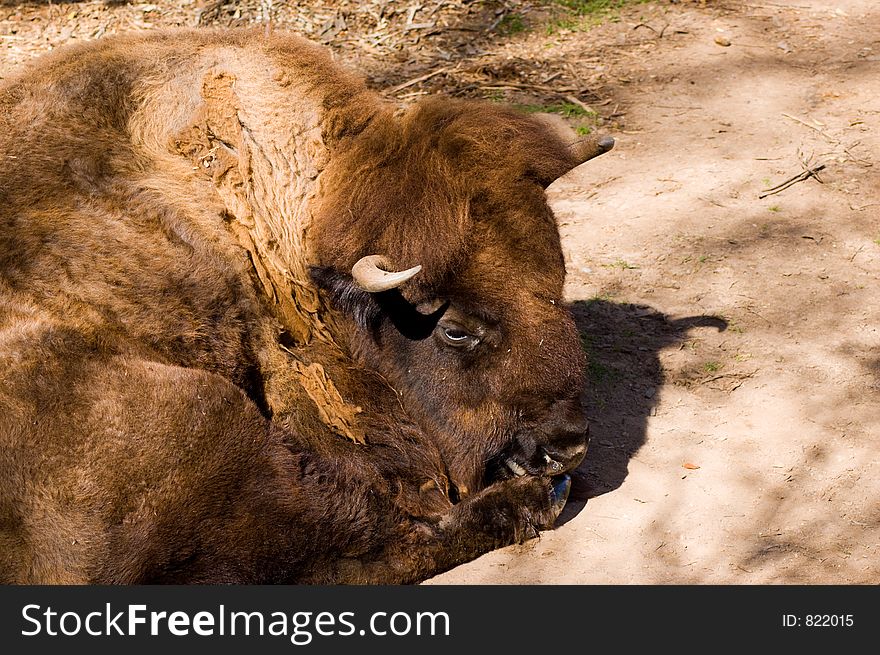 A bison (buffalo) resting during the day. A bison (buffalo) resting during the day.