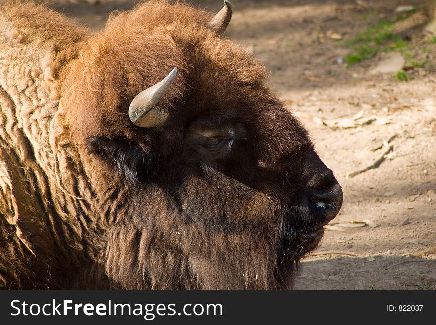 A tight shot of a Bison's head. A tight shot of a Bison's head.