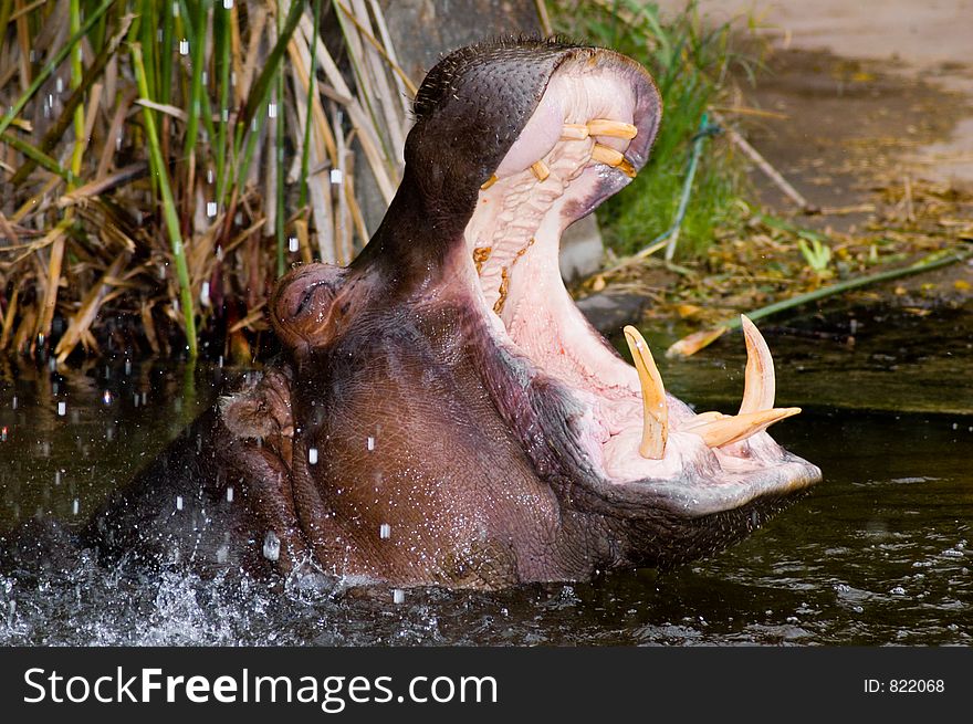 A hippopotamus opens its mouth wide open. A hippopotamus opens its mouth wide open.