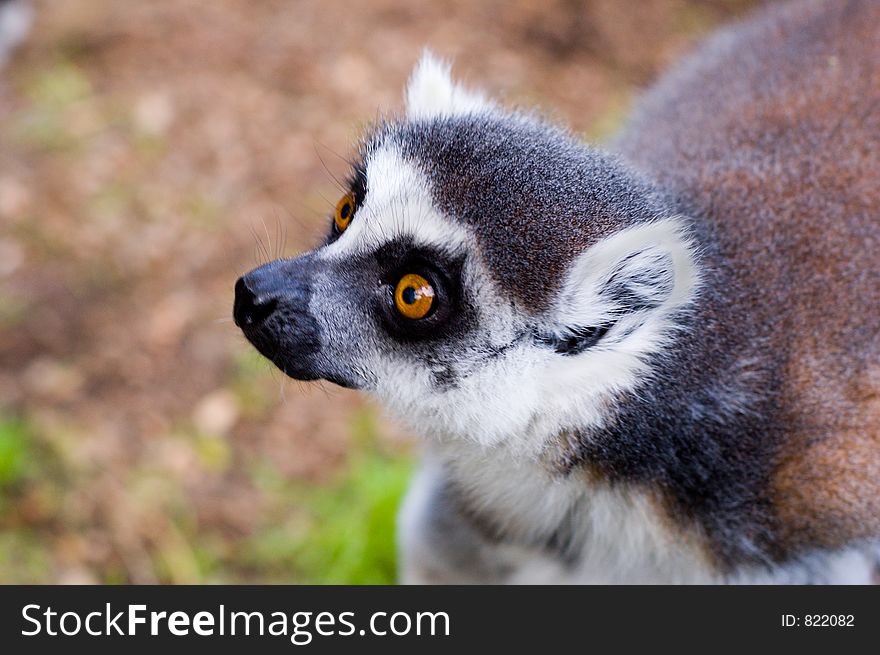 A closeup shot of a lemur. A closeup shot of a lemur.