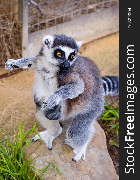 Cheeky Lemur