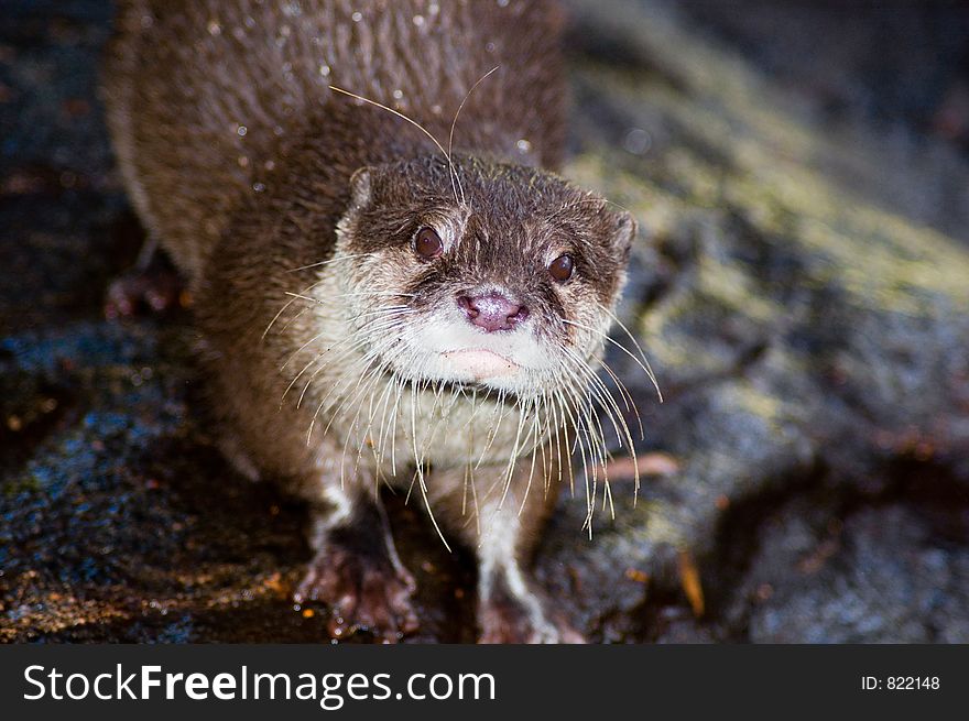 An Otter has a gander at me. An Otter has a gander at me.