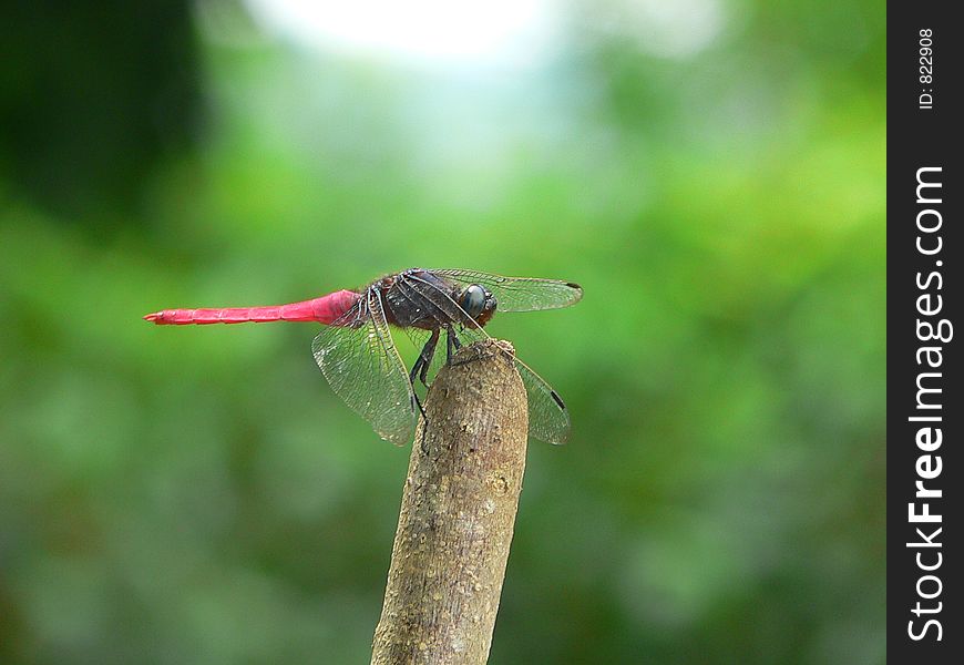 Dragon Fly in Sri Lanka