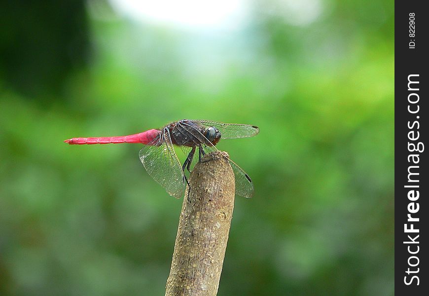 Dragon Fly