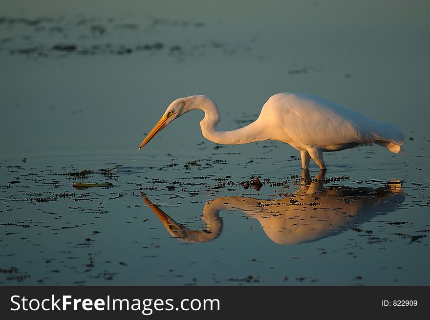 A heron reflex on the river. A heron reflex on the river