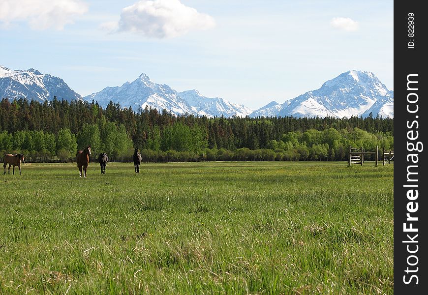 Horses on a meadow in front of the mountains. Horses on a meadow in front of the mountains
