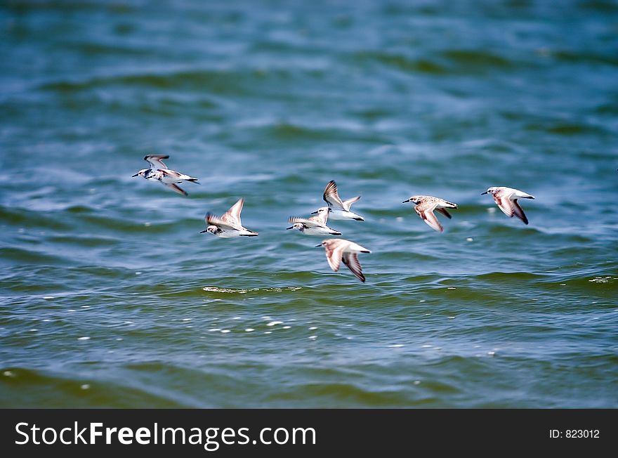 Flock of small birds in flight over water. Flock of small birds in flight over water