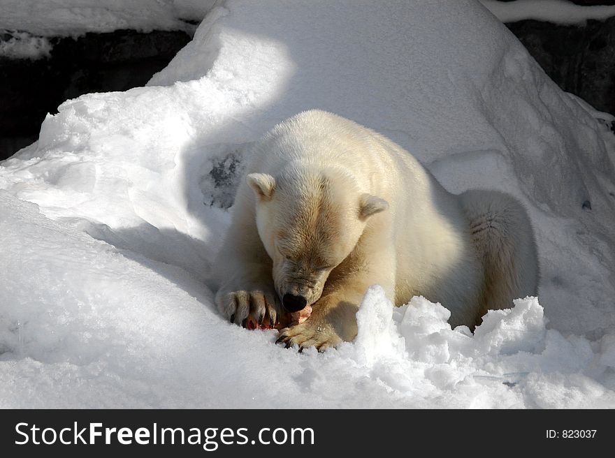 Polar Bear enjoys a meaty bone. Polar Bear enjoys a meaty bone