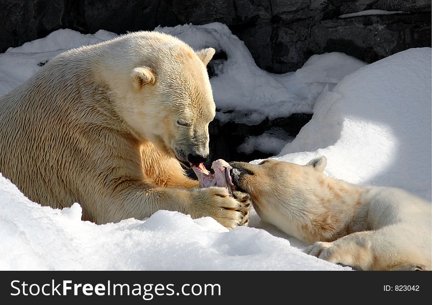 Two polar bears sharing a meaty bone. Two polar bears sharing a meaty bone