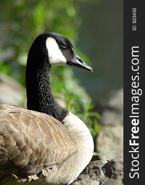 A black necked goose admires the view from the edge of a pond