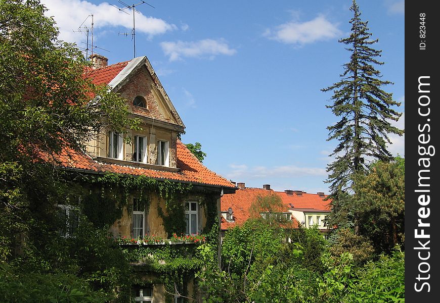 House covered with ivy. House covered with ivy