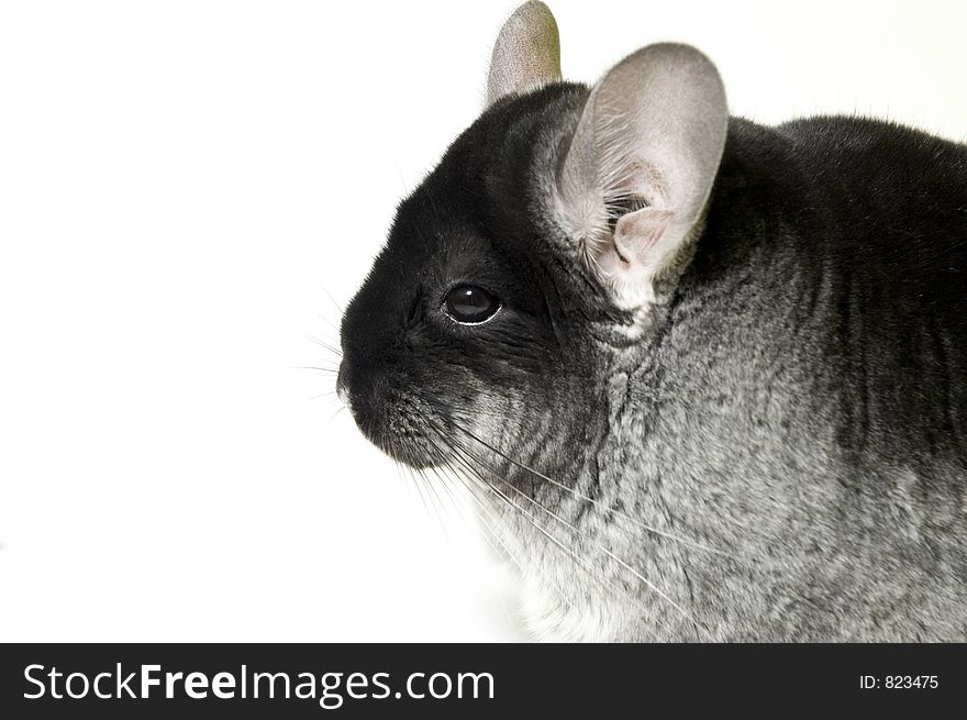 Chinchilla on the table. Chinchilla on the table